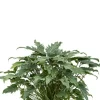 Philodendron xanadu