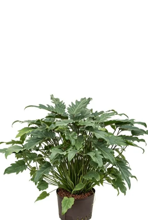 Philodendron xanadu