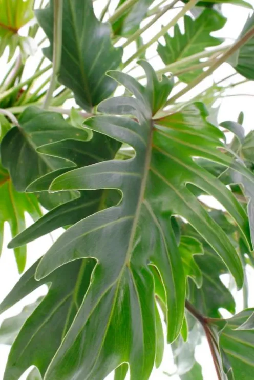 Philodendron xanadu