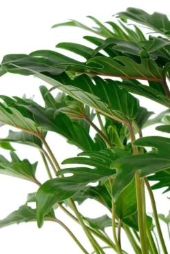 Philodendron xanadu