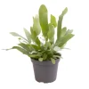 Phlebodium Blue Star - Blauwvaren