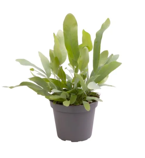 Phlebodium Blue Star - Blauwvaren