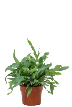 Phlebodium Blue Star - Blauwvaren
