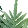 Phlebodium Blue Star - Zinkvaren