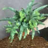Phlebodium Blue Star - Zinkvaren