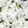 Phlox (S) 'Fabulous White' - Vlambloem