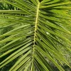 Phoenix canariensis - Canarische dadelpalm