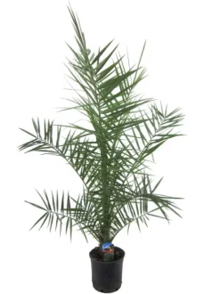 Phoenix canariensis - Canarische dadelpalm