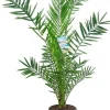Phoenix canariensis - Canarische dadelpalm
