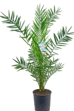Phoenix canariensis - Canarische dadelpalm