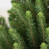 Picea Glauca December - Picea Glauca December