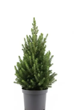 Picea Glauca December - Picea Glauca December