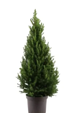 Picea Glauca December - Picea Glauca December