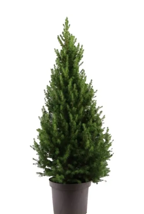 Picea Glauca December - Picea Glauca December