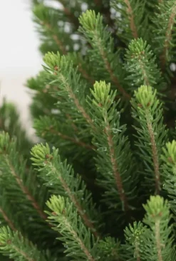 Picea Glauca December - Picea Glauca December