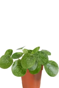 Pilea Mojito - Pannenkoekenplant