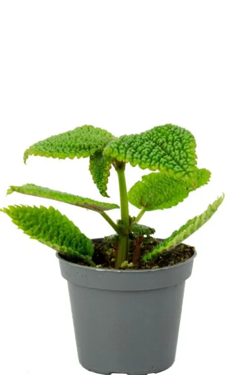 Pilea Moon Valley - Stekje