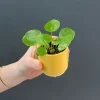 Pilea Pannenkoekenplant - Stekje