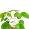 Pilea Peperomioides - Pannenkoekenplant