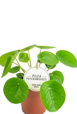 Pilea Peperomioides - Pannenkoekenplant