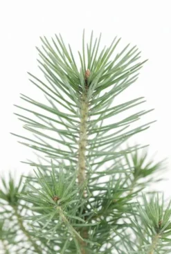 Pinus Pinea Silver Crest - Pinus Pinea Silver Crest