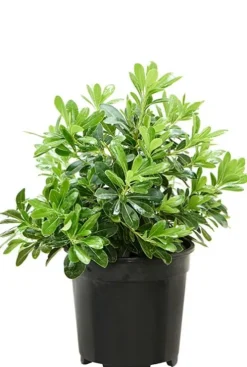 Pittosporum Tobira 'Nana' - Australische laurier