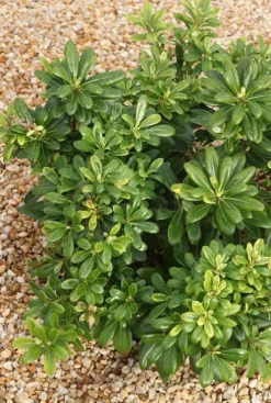 Pittosporum Tobira 'Nana' - Australische laurier