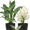 Planten groen en wit