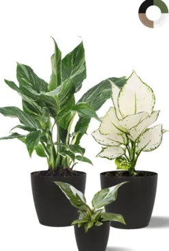 Planten groen en wit