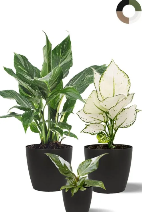 Planten groen en wit