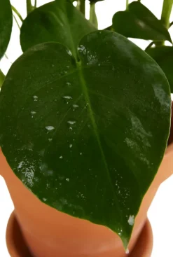 Plantenzeep bij plagen infecties