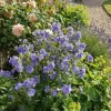 Polemonium caeruleum Bambino Blue - Jacobsladder