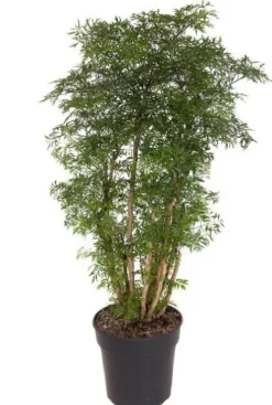 Polyscias Ming - Polyscias