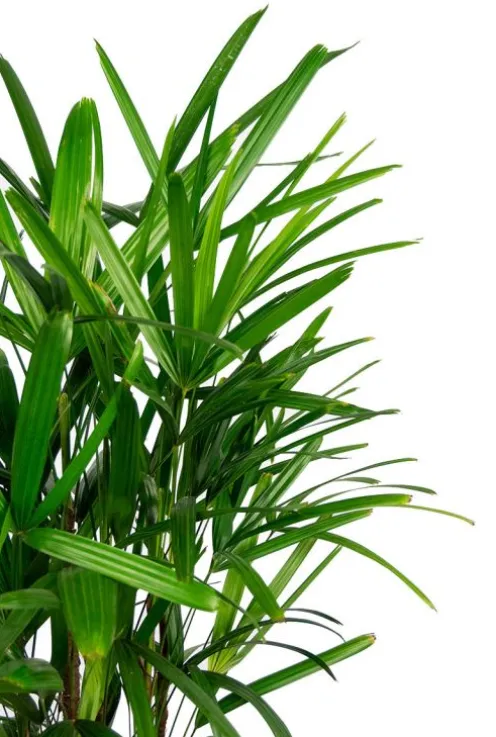 Rhapis excelsa - Stokpalm