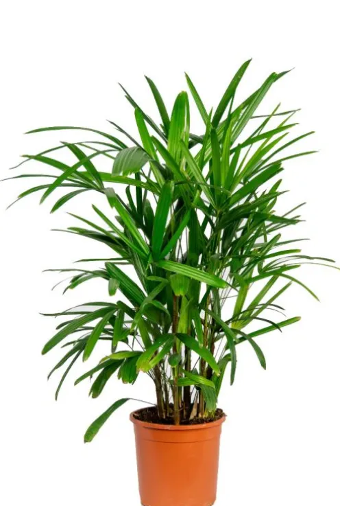 Rhapis excelsa - Stokpalm