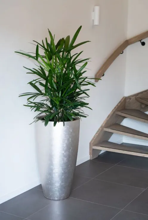 Rhapis excelsa - Stokpalm