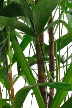 Rhapis excelsa - Stokpalm