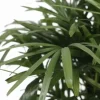 Rhapis Excelsa - Stokpalm
