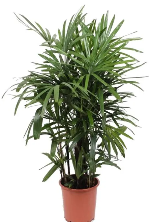 Rhapis Excelsa - Stokpalm