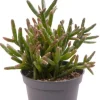 Rhipsalis burchellii - Stekje