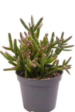 Rhipsalis burchellii - Stekje
