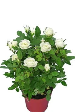 Rosa Alaska Star