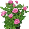 Rosa Bling Amor Star