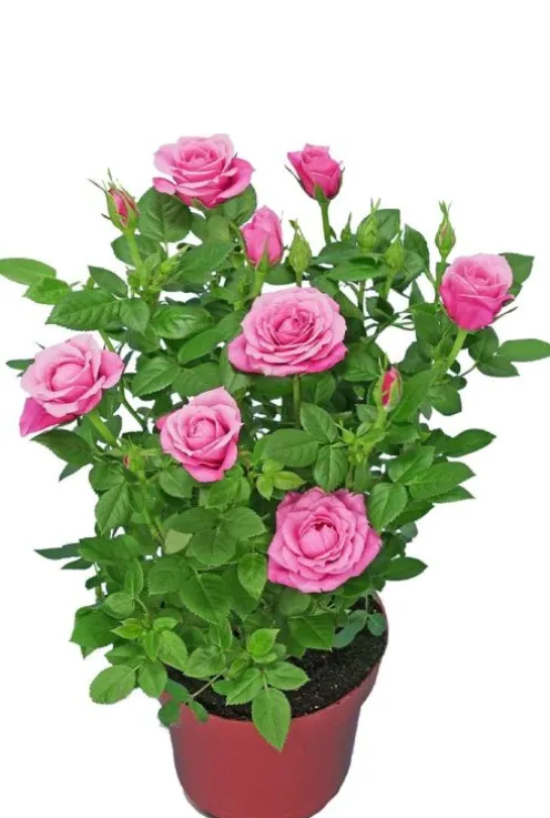 Rosa Bling Amor Star