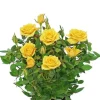 Rosa Bling Shining Star - Potroos