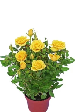 Rosa Bling Shining Star - Potroos