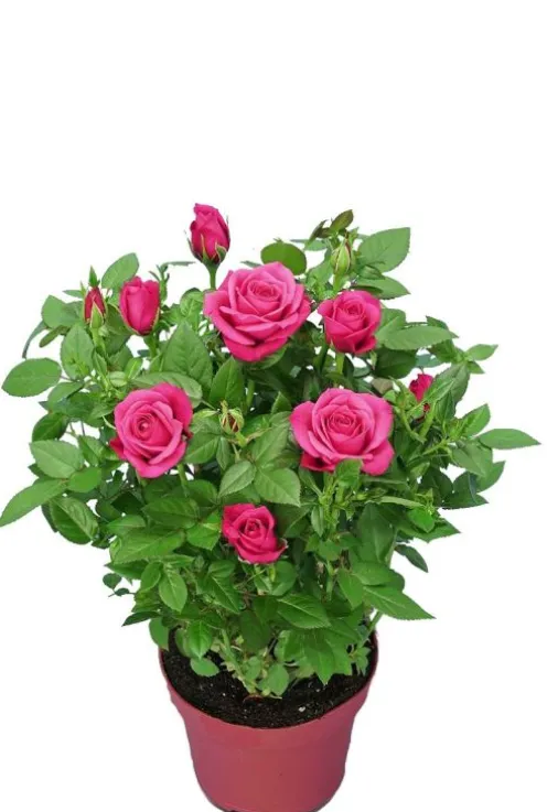 Rosa Purple Star