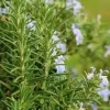 Rosmarinus officinalis - Rozemarijn