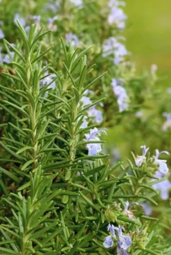 Rosmarinus officinalis - Rozemarijn