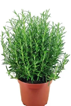 Rosmarinus officinalis - Rozemarijn